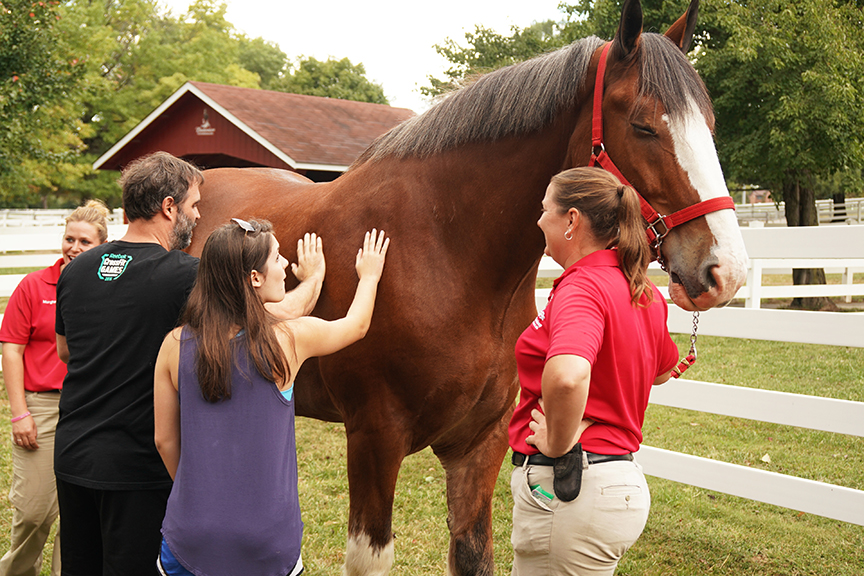 Clydesdale Close-Up