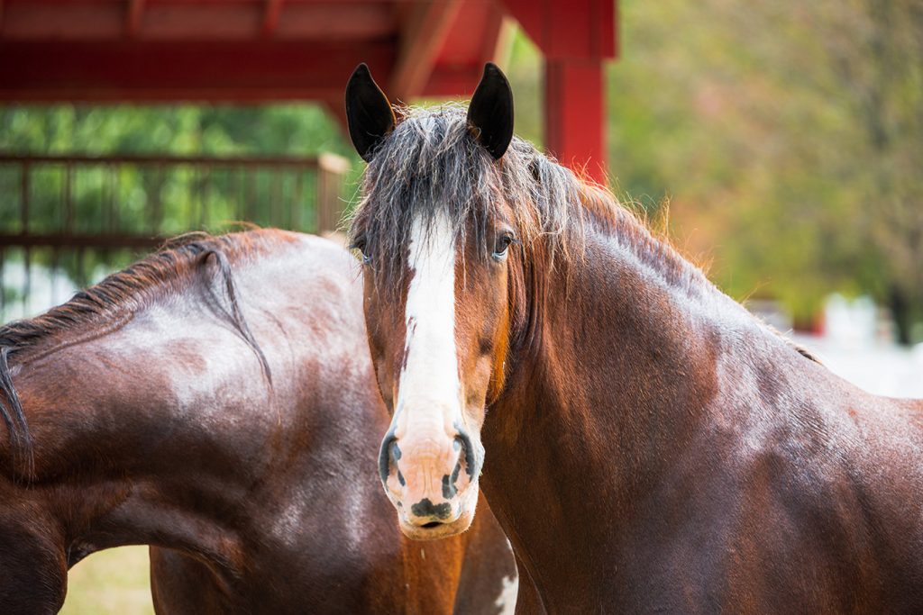 Tour-Clydesdales_3