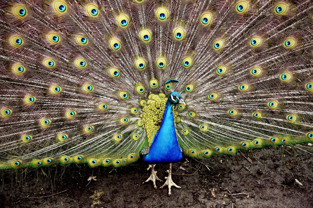 Tour_Animal-Encounters_Header